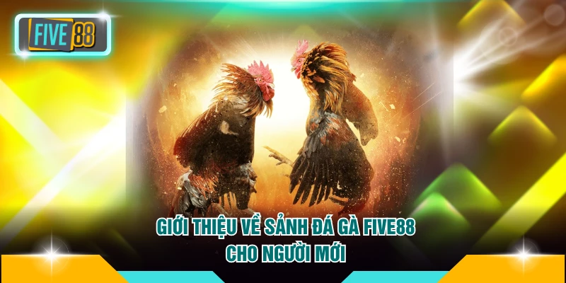 Giới thiệu về sảnh đá gà FIVE88 cho người mới