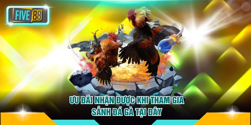 Ưu đãi nhận được khi tham gia sảnh đá gà tại đây